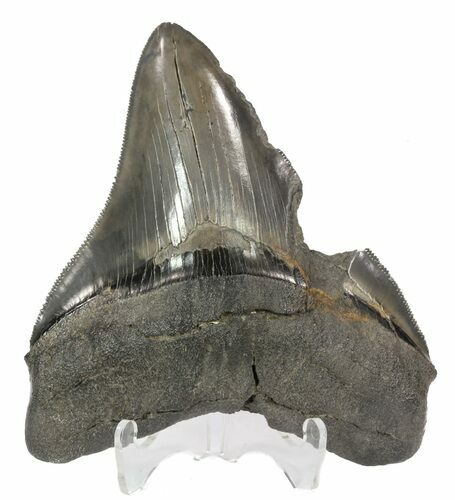 Serrated, Fossil Megalodon Tooth - South Carolina #51095